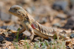 Phrynocephalus versicolor