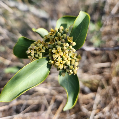 Santalum ellipticum observed 2025-12-01