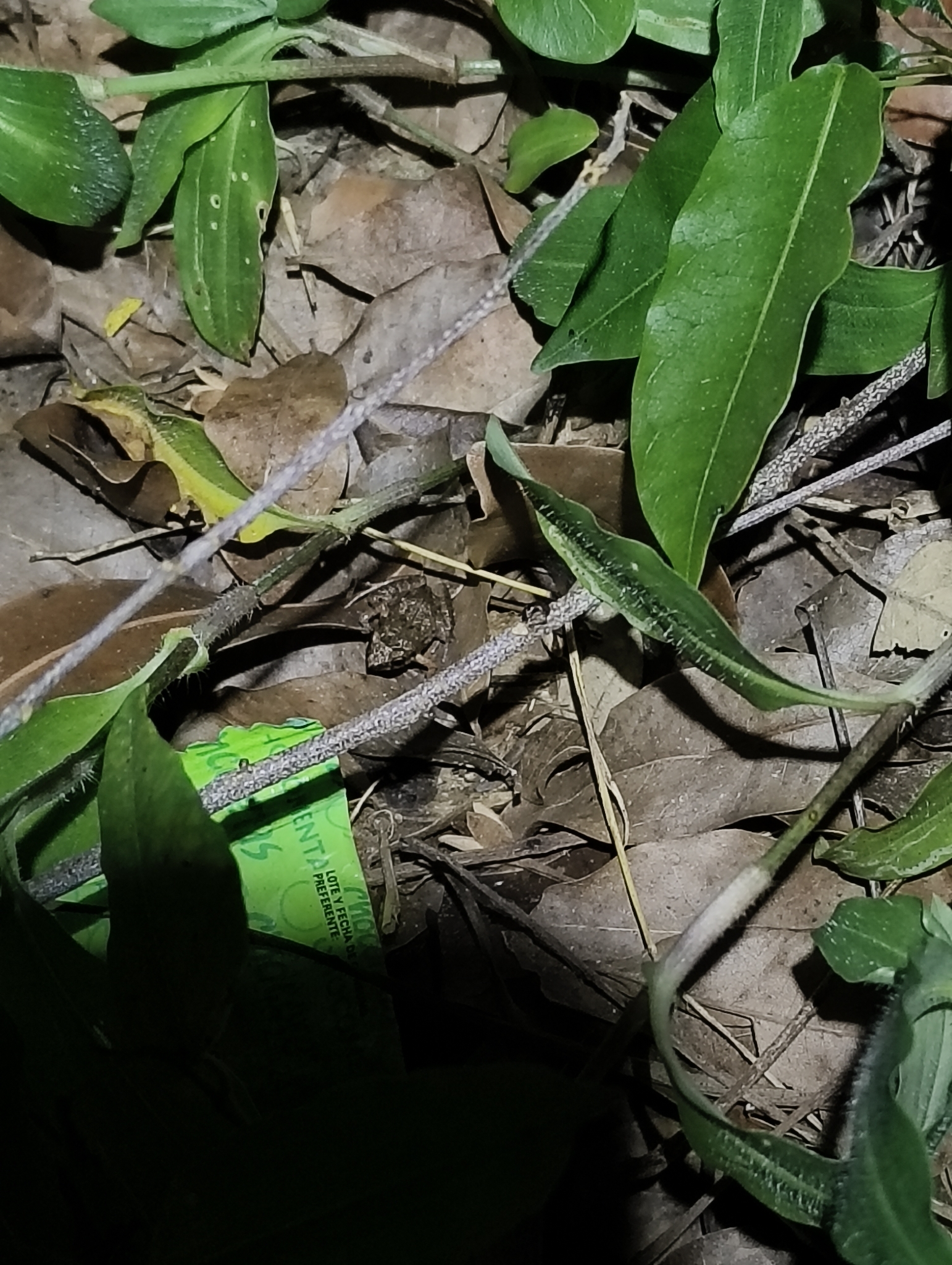 Eleutherodactylus planirostris (Cope, 1862)