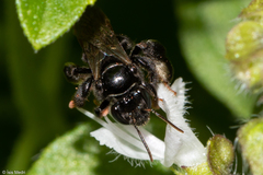 Exomalopsis