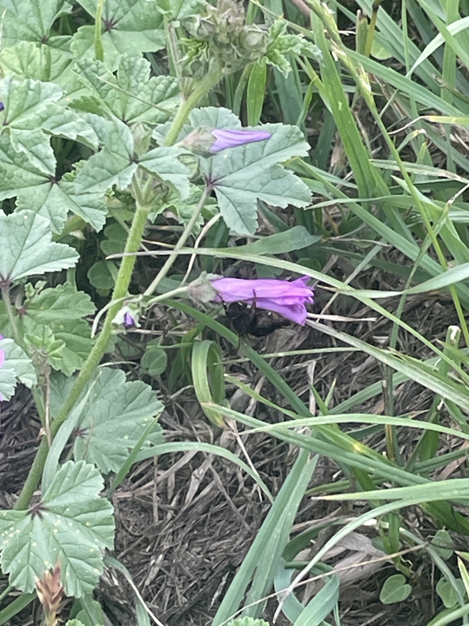 Common mallow
