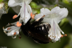 Exomalopsis