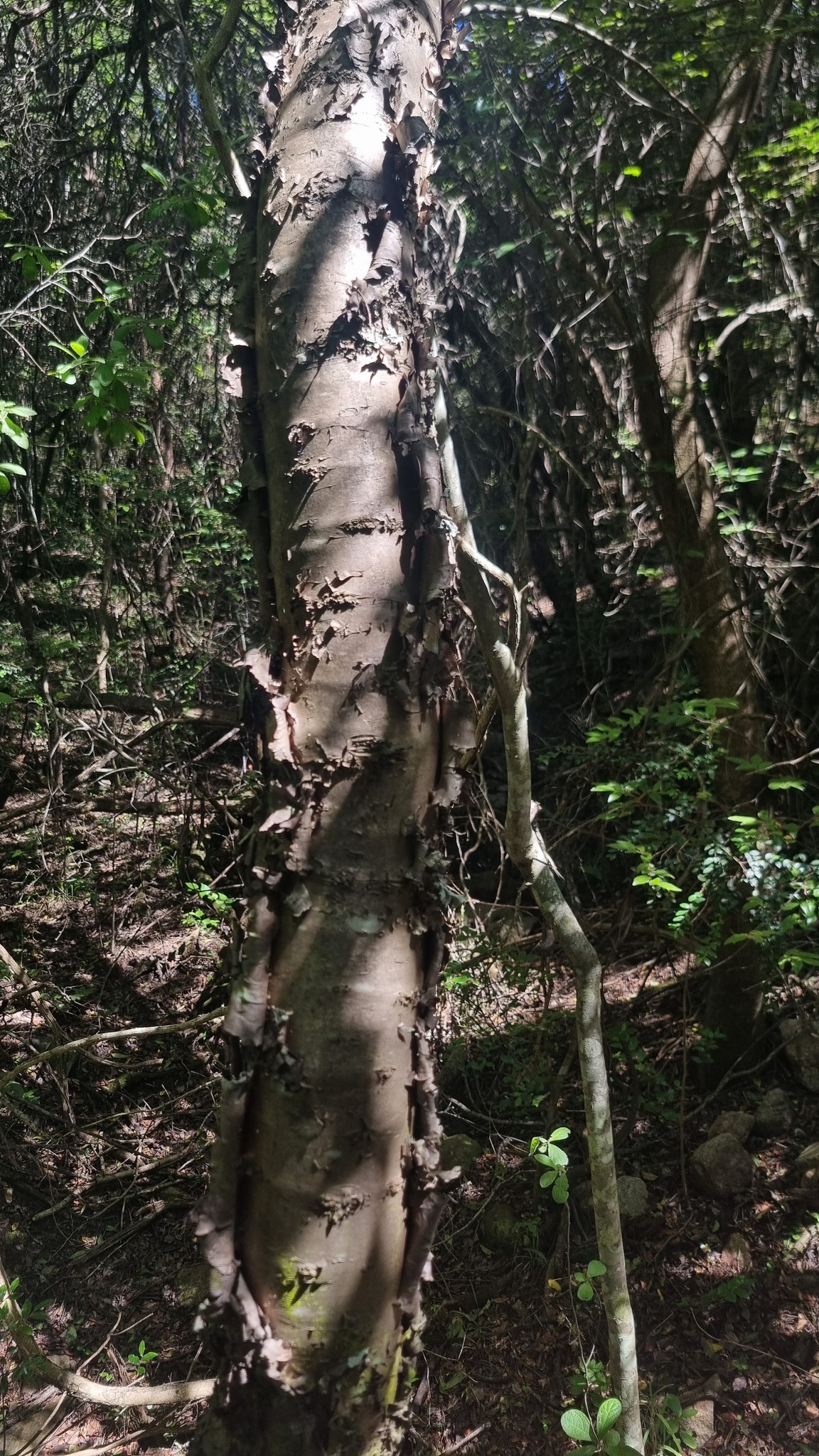 Imagem de Heteromorpha arborescens