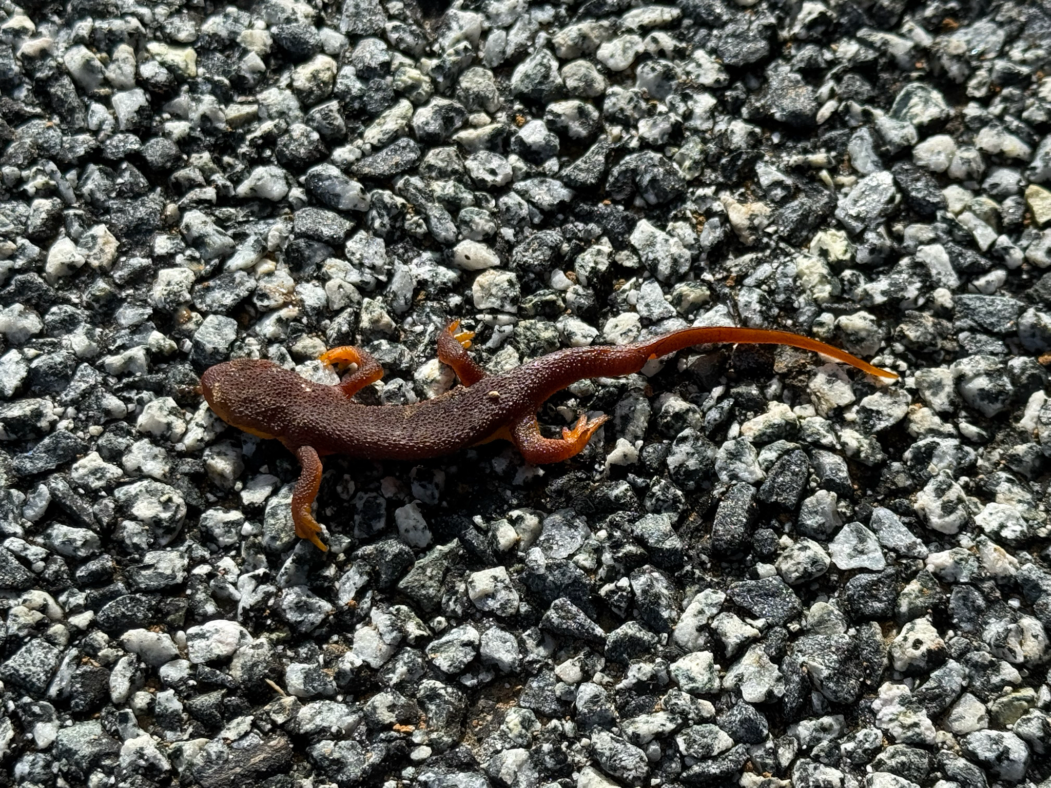 Taricha torosa (Rathke, 1833)