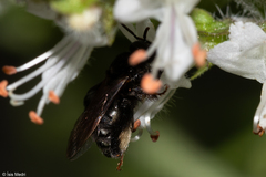 Exomalopsis