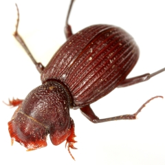 Euparixia moseri