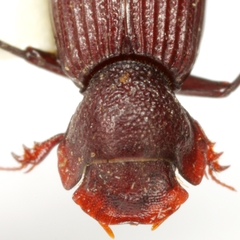 Euparixia moseri