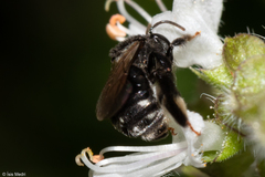 Exomalopsis
