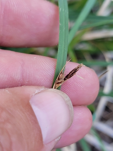 Brainerd's sedge (Carex brainerdii)