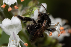 Exomalopsis