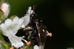 Exomalopsis