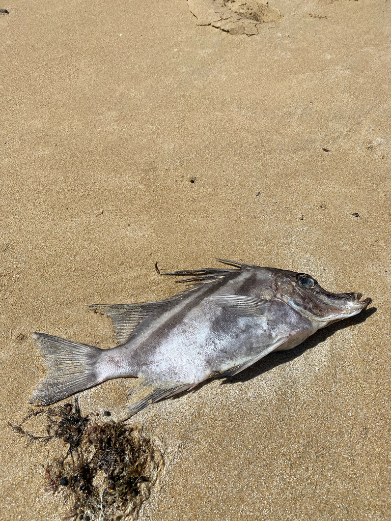 Boarfish (Pentaceropsis recurvirostris) — Pentacerotidae