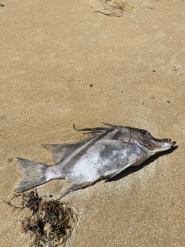 Boarfish (Pentaceropsis recurvirostris) — Pentacerotidae