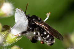 Exomalopsis