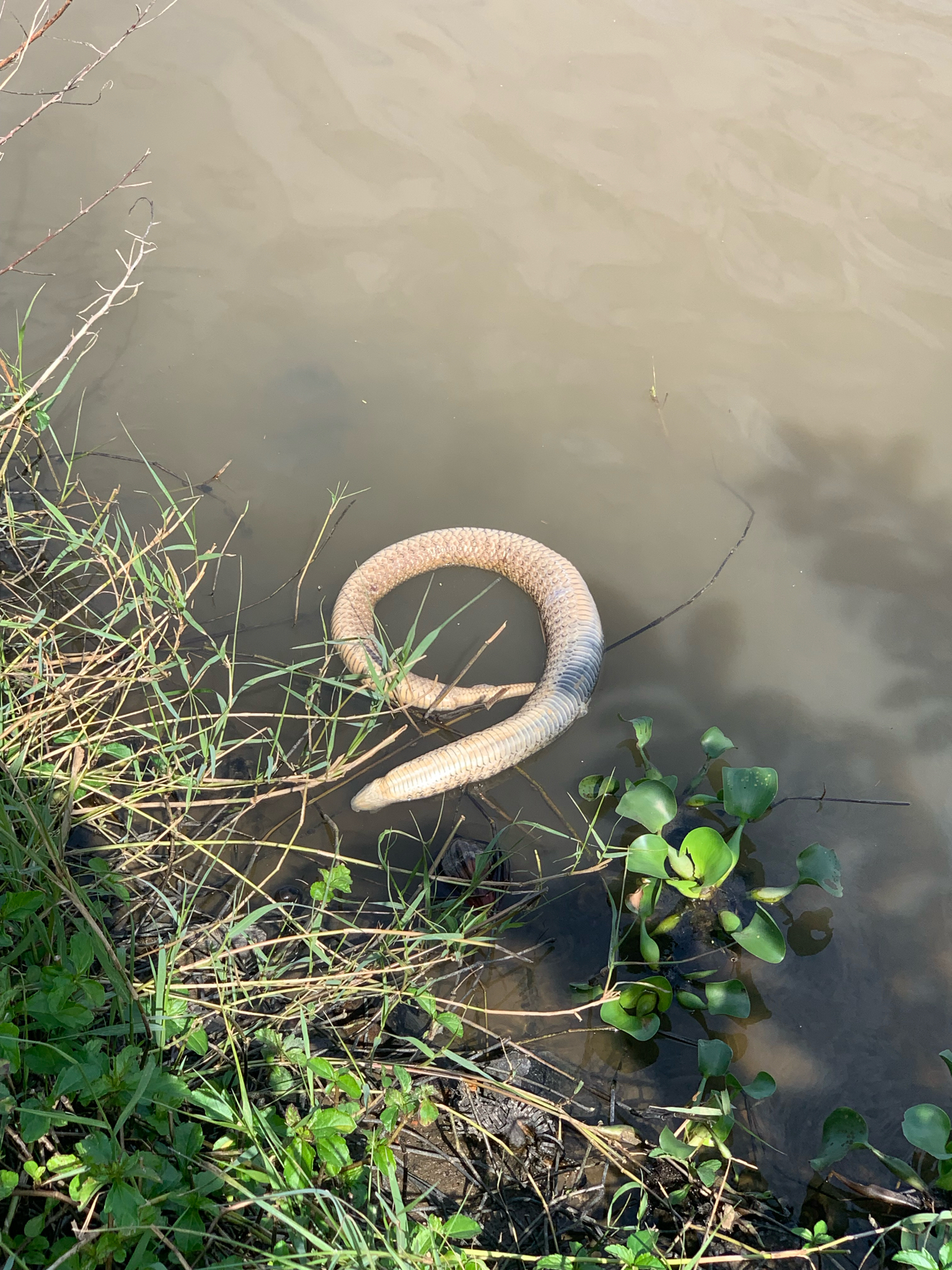 Fowlea flavipunctatus (Hallowell, 1860)