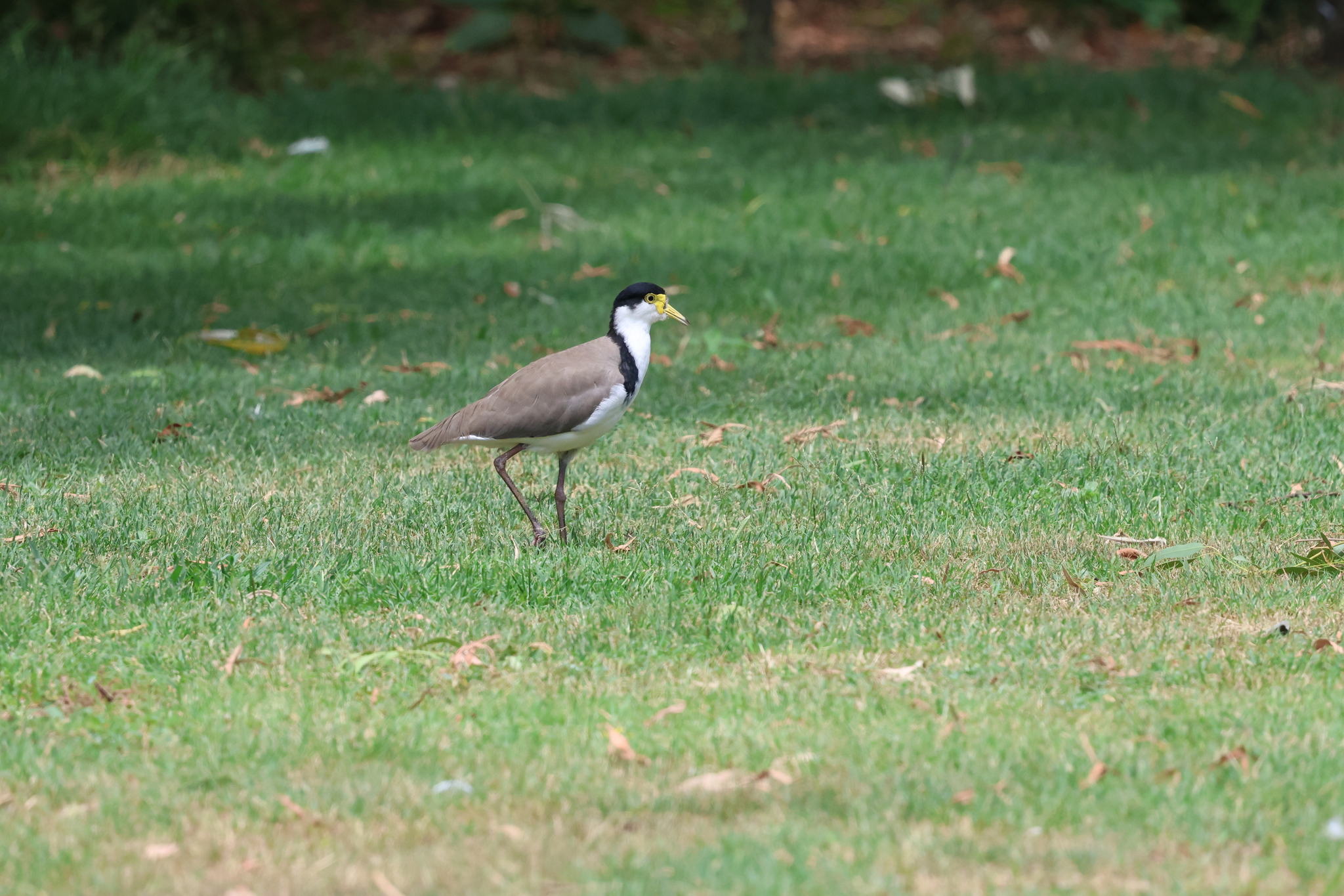 Masked Lapwing (Vanellus miles), photo 3