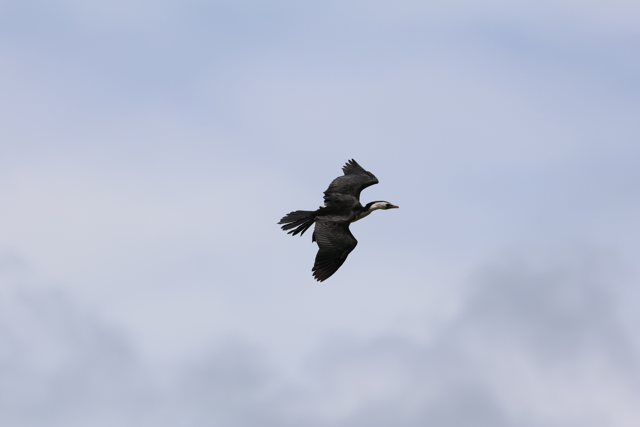 Little Pied Cormorant (Microcarbo melanoleucos), photo 4