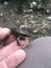 Pristimantis conspicillatus