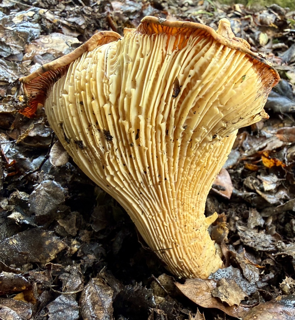 Cantharellus californicus · January 2026 · photo: © hllrnnr (iNaturalist, cc0)
