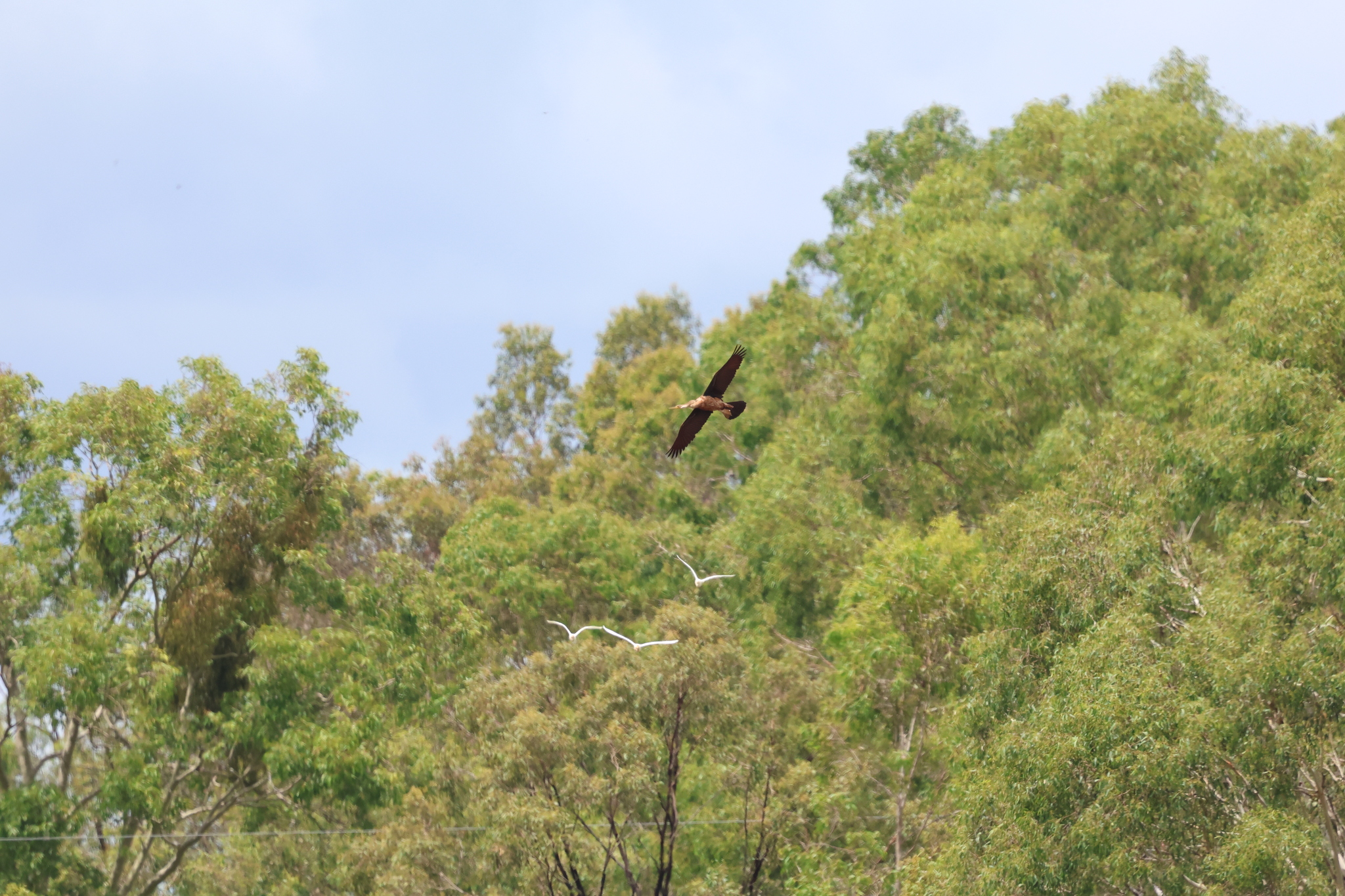 Australasian Darter (Anhinga novaehollandiae), photo 4