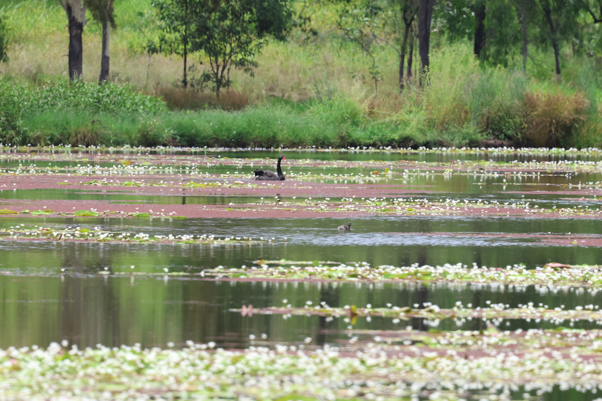 Black Swan (Cygnus atratus), photo 7