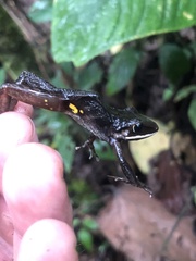 Pristimantis conspicillatus