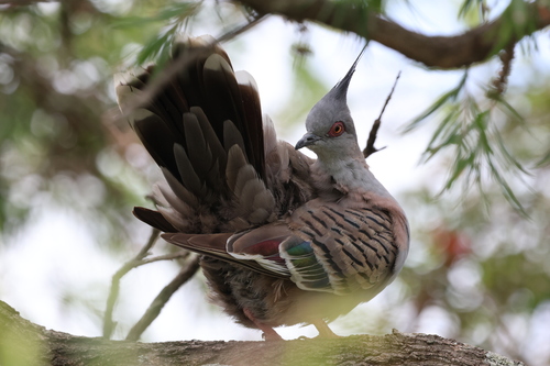 Crested Pigeon (Ocyphaps lophotes), photo 3