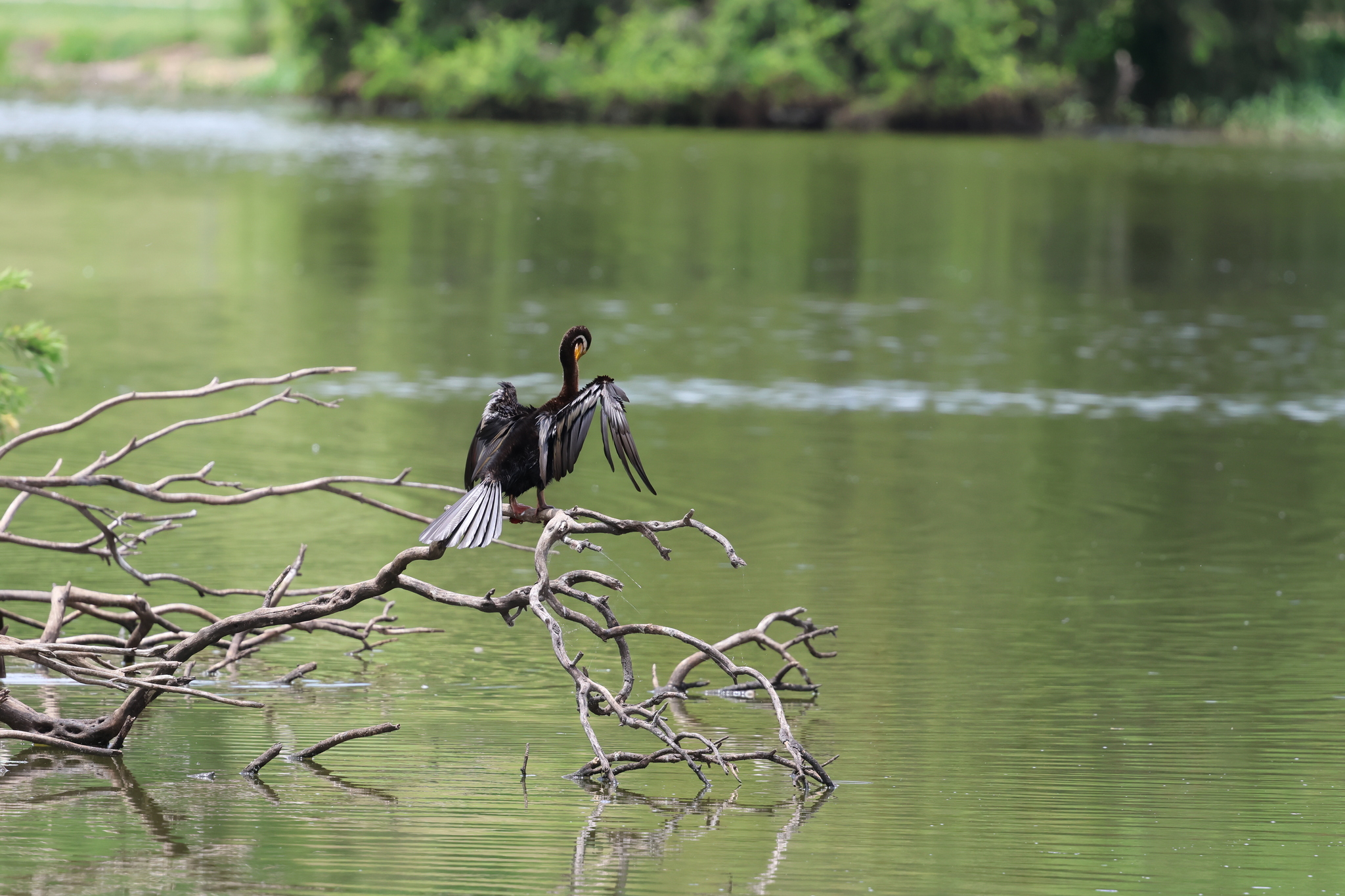 Australasian Darter (Anhinga novaehollandiae), photo 3