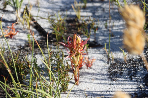 Seep Spike Orchid (Pachites bodkinii)