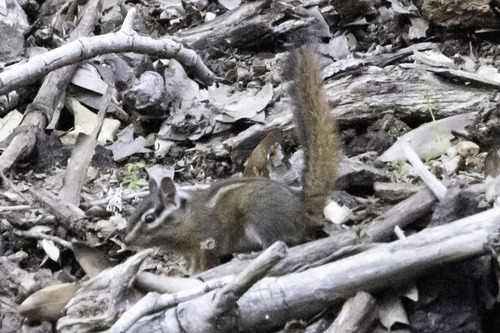 Sonoma Chipmunk observed by paulgbarnett