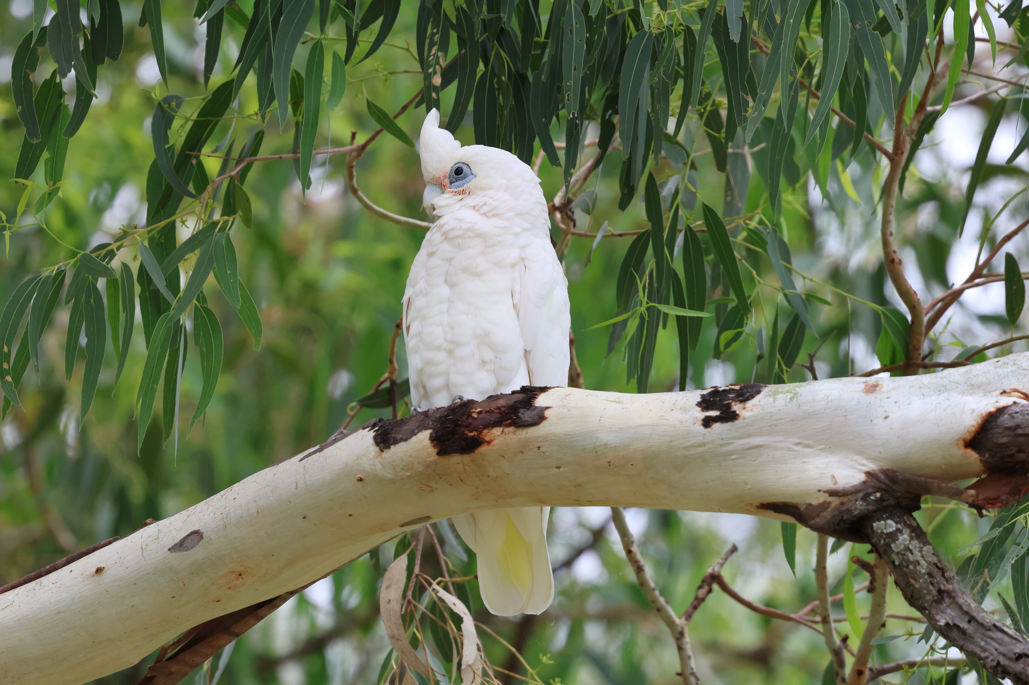 Little Corella (Cacatua sanguinea), photo 4