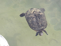 Trachemys decussata