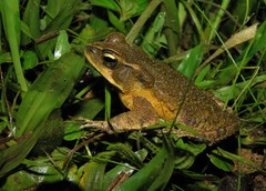 Rhinella henseli