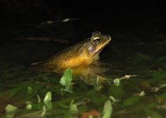 Rhinella henseli
