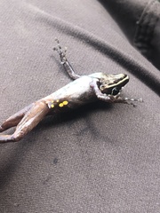 Pristimantis conspicillatus