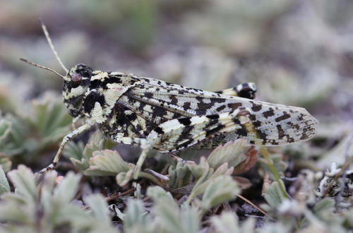 Angaracris barabensis