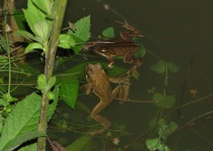 Rhinella henseli
