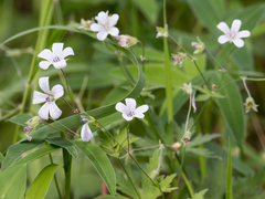 Geranium asiaticum