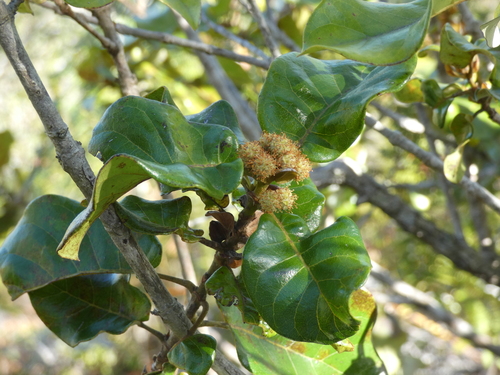 Codia xerophila observed 2026-01-01
