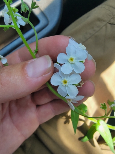 California stickseed (Hackelia californica)