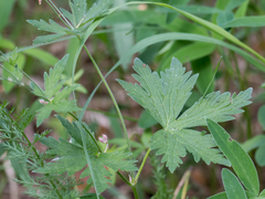 Geranium asiaticum