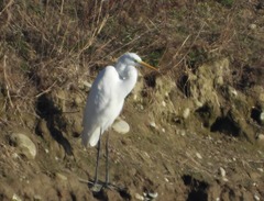 Ardea alba
