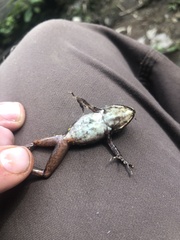 Pristimantis conspicillatus