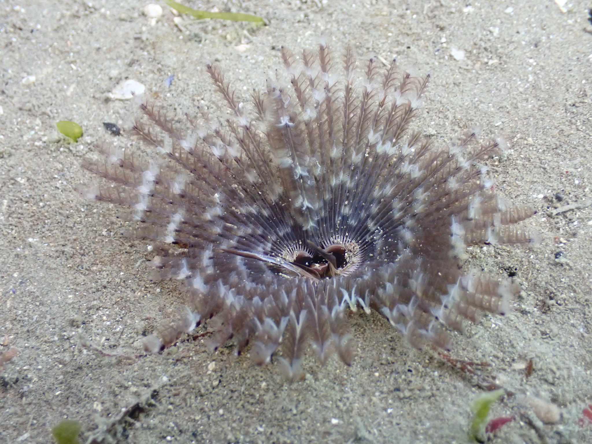 Pseudobranchiomma grandis (Baird, 1865)