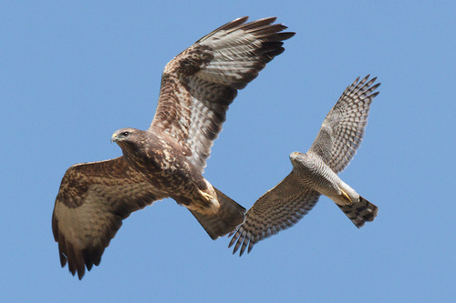 Paukštvanagis nuotrauka