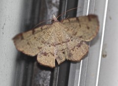 Rhinodia rostraria
