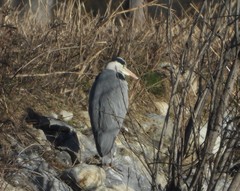 Ardea cinerea