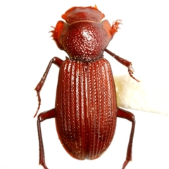 Euparixia moseri