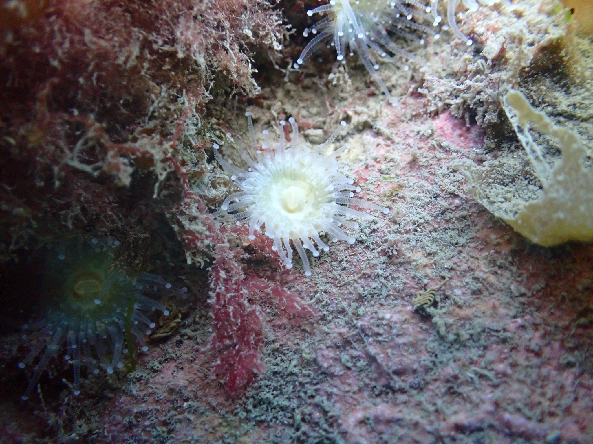 Corynactis australis Haddon & Duerden, 1896