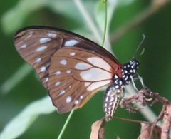 Graphium leonidas leonidas